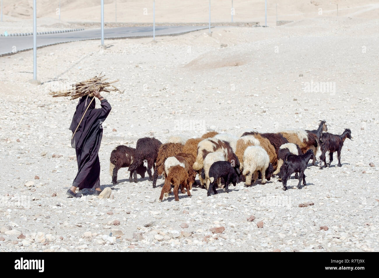 Bédouine avec troupeau de chèvres, Luxor, Luxor, Egypte Gouvernorat Banque D'Images