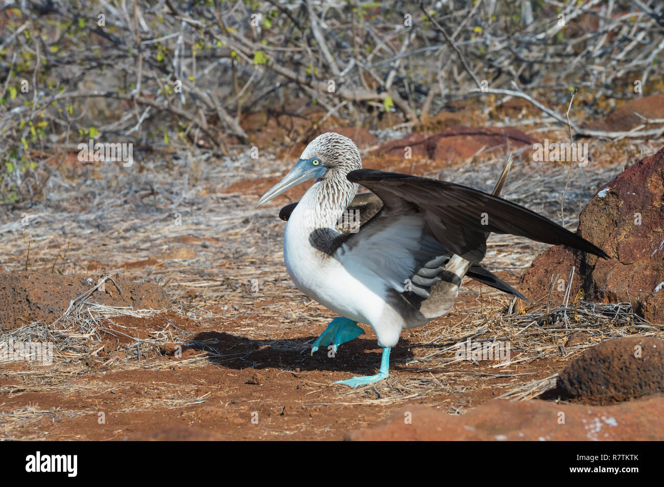 Les Galapagos Fou à pieds bleus (Sula nebouxii excisa), Seymour Norte, Îles Galápagos, Équateur Banque D'Images