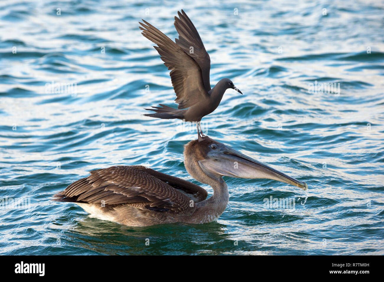 Noddi brun (Anous stolidus galapagensis) assis sur la tête d'un pélican brun (Pelecanus occidentalis urinator) et essayer de Banque D'Images