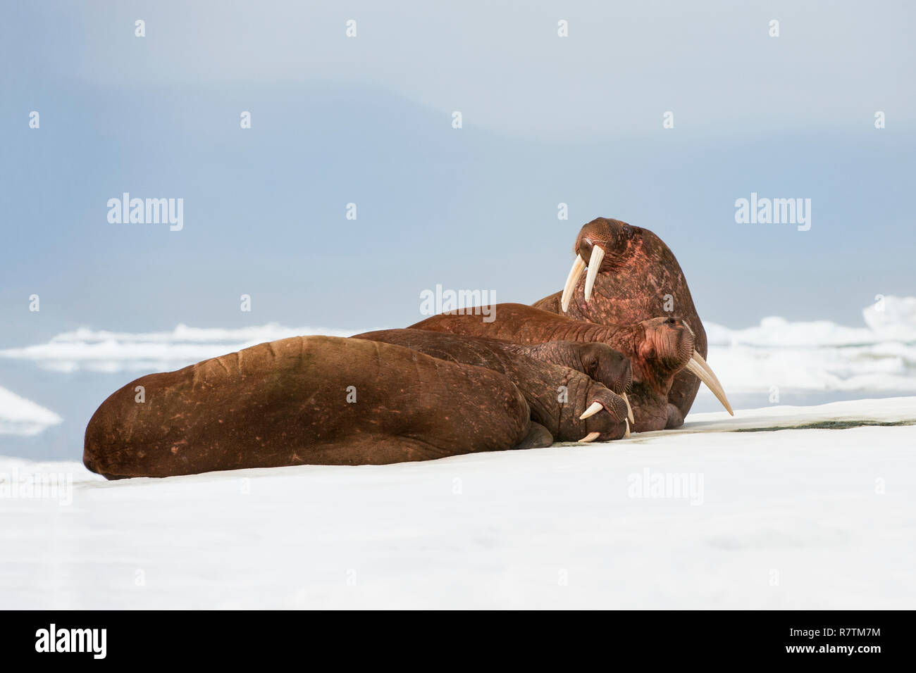 Groupe de morse (Odobenus rosmarus) reposant sur la glace, l'île Wrangel, District fédéral de l'Extrême-Orient, Russie Banque D'Images
