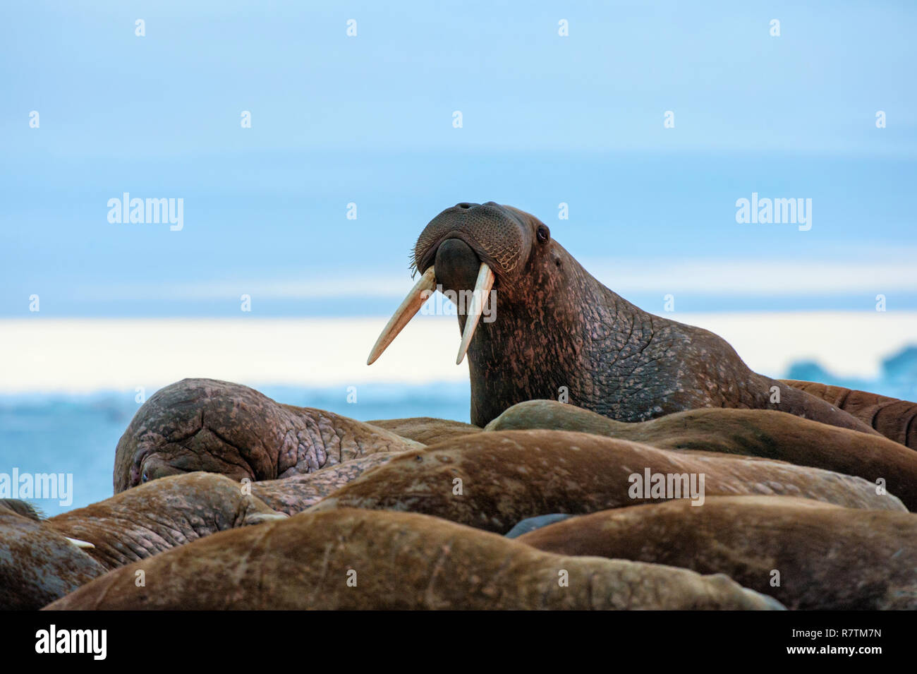 Groupe de morse (Odobenus rosmarus), l'île Wrangel, District fédéral de l'Extrême-Orient, Russie Banque D'Images