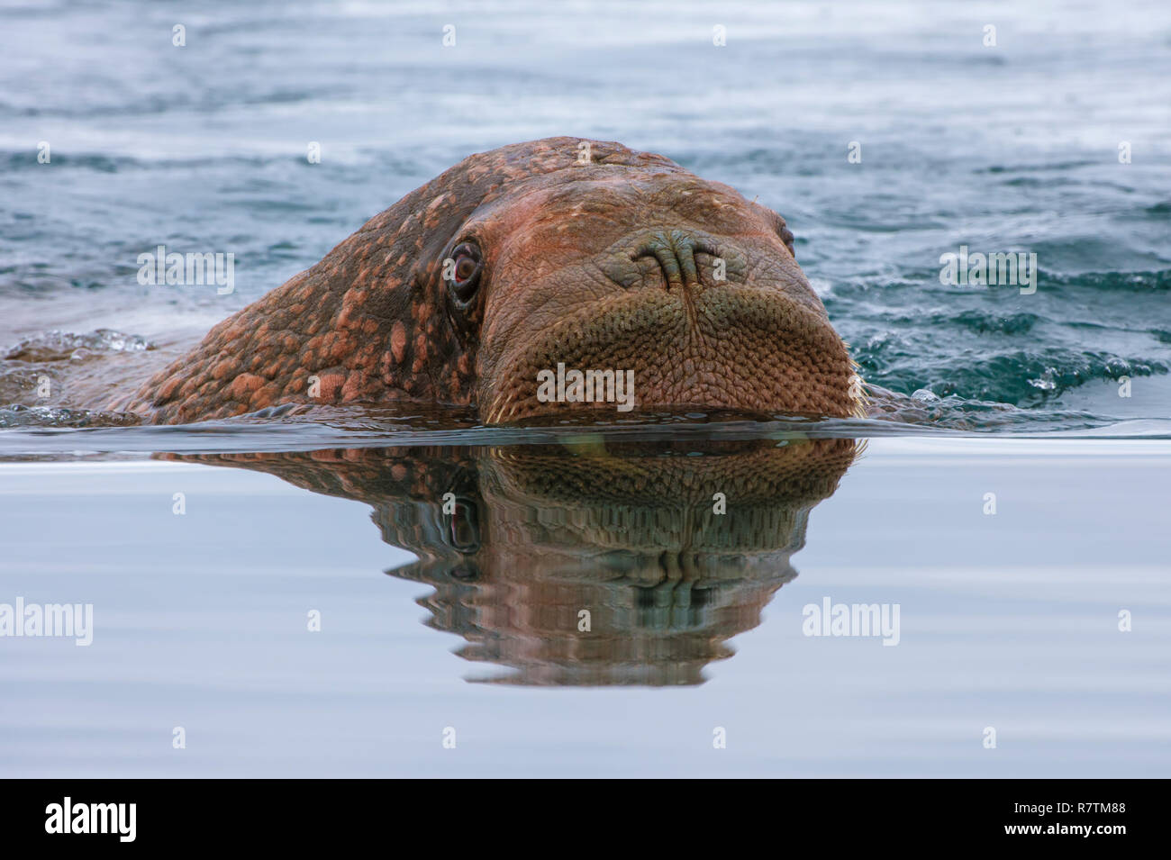 Le morse (Odobenus rosmarus) Nager dans l'eau, l'île Wrangel, District fédéral de l'Extrême-Orient, Russie Banque D'Images