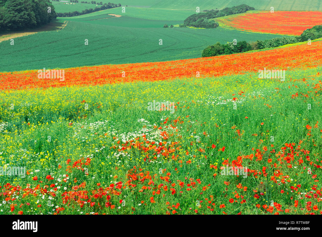 Domaine de coquelicots rouges (Papaver rhoeas), la Côte d'Opale, Département Pas-de-Calais, Région Rhône-Alpes, France Banque D'Images