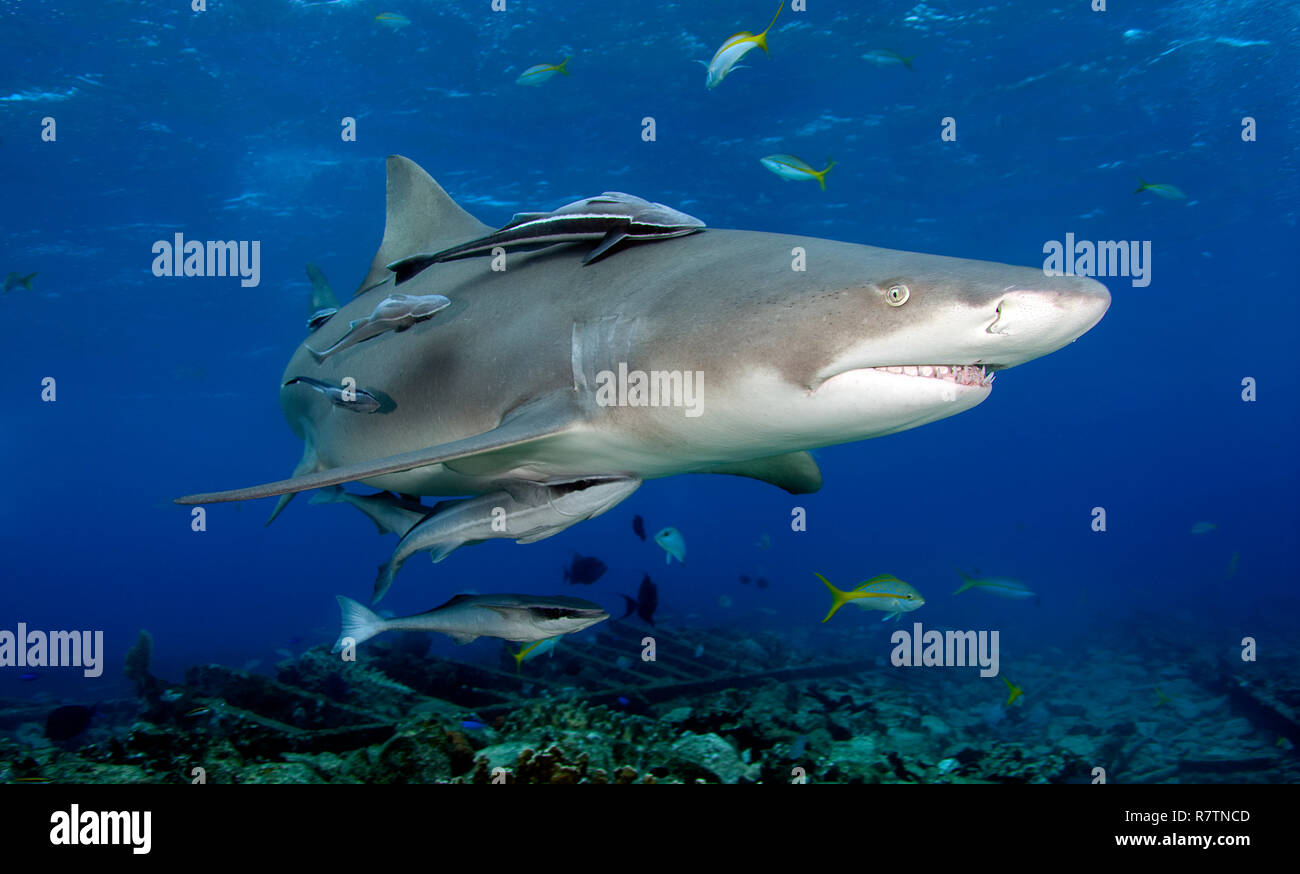 Le requin citron (Negaprion brevirostris) avec Remoras (Echeneidae), Bahama Banks, Bahamas Banque D'Images