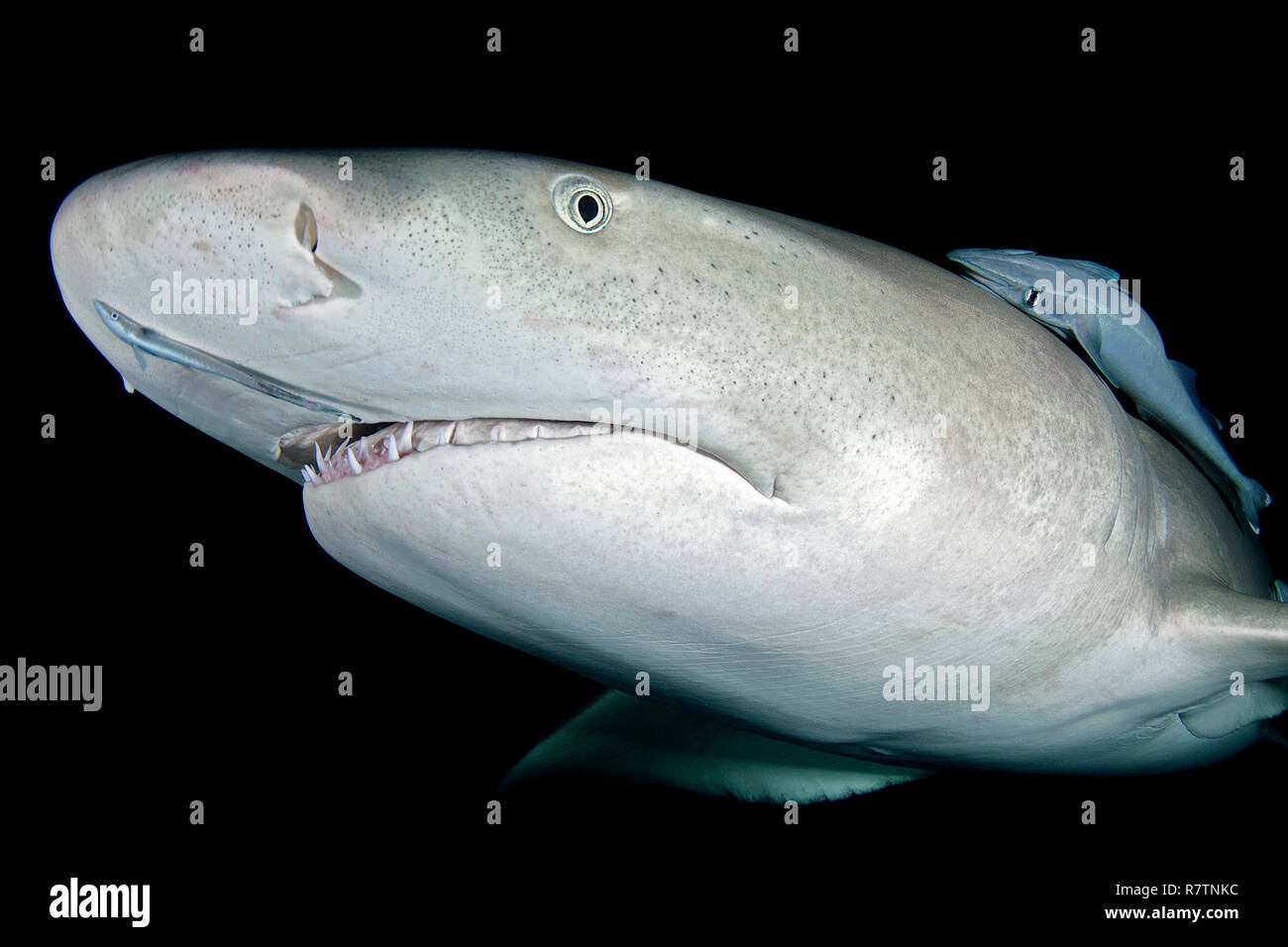 Le requin citron (Negaprion brevirostris) avec Remora (Echeneidae), portrait, Bahama Banks, Bahamas Banque D'Images