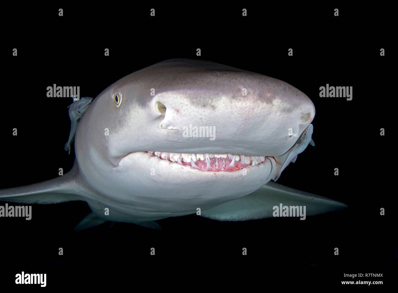 Le requin citron (Negaprion brevirostris) avec Remoras (Echeneidae), portrait, Bahama Banks, Bahamas Banque D'Images