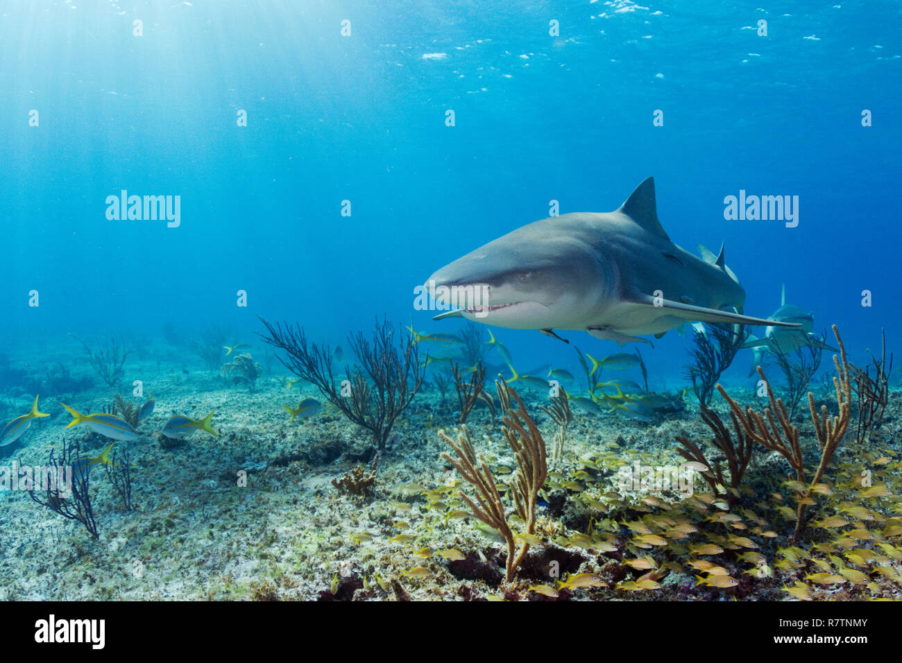 Le requin citron (Negaprion brevirostris) nager sur une lumière, sur les récifs coralliens, Bahama Banks, Bahamas Banque D'Images