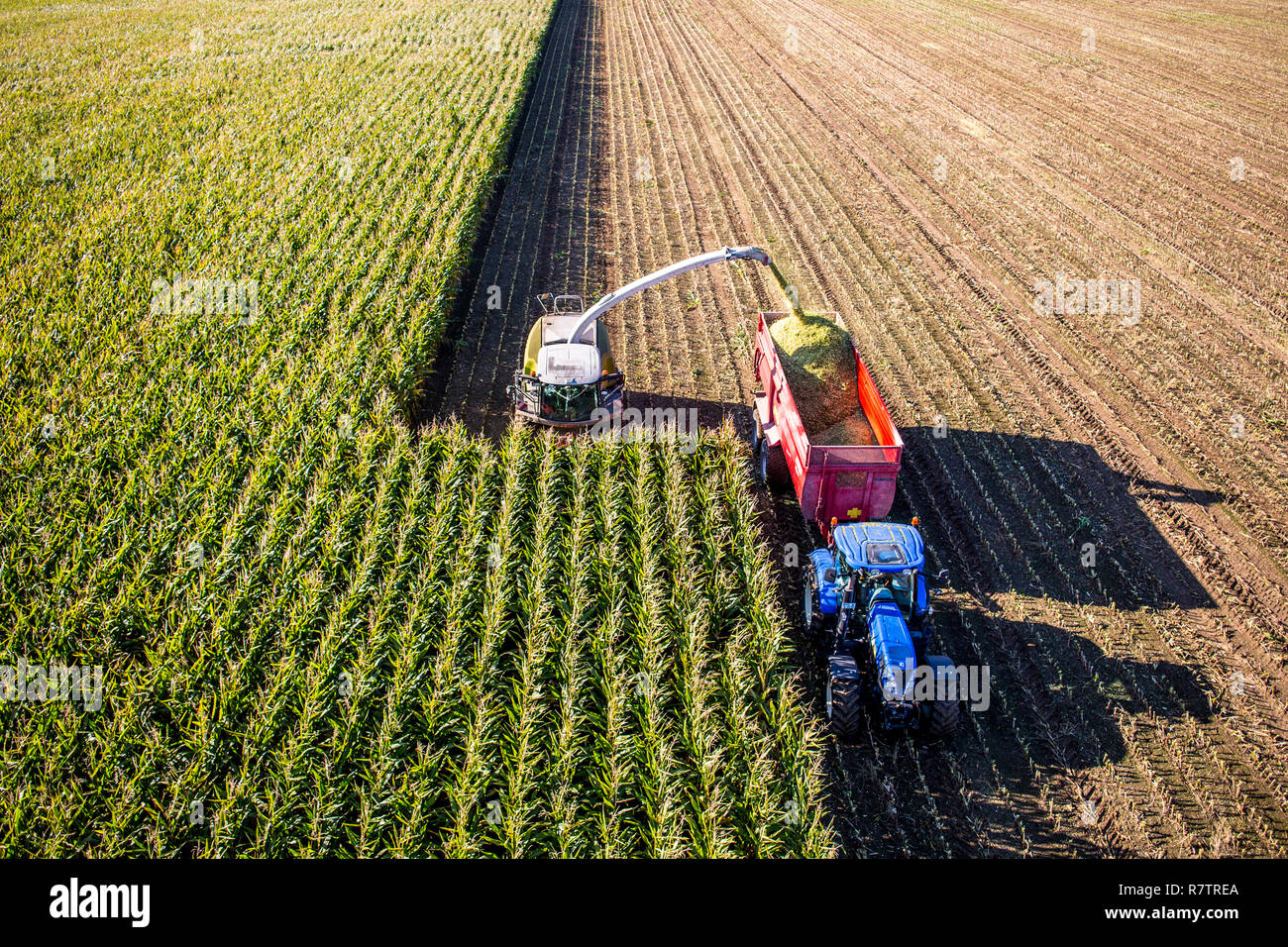 La récolte de maïs, moissonneuse-batteuse, travaillant à travers un champ de maïs, l'ensilage est pompé directement dans une remorque, Allemagne Banque D'Images