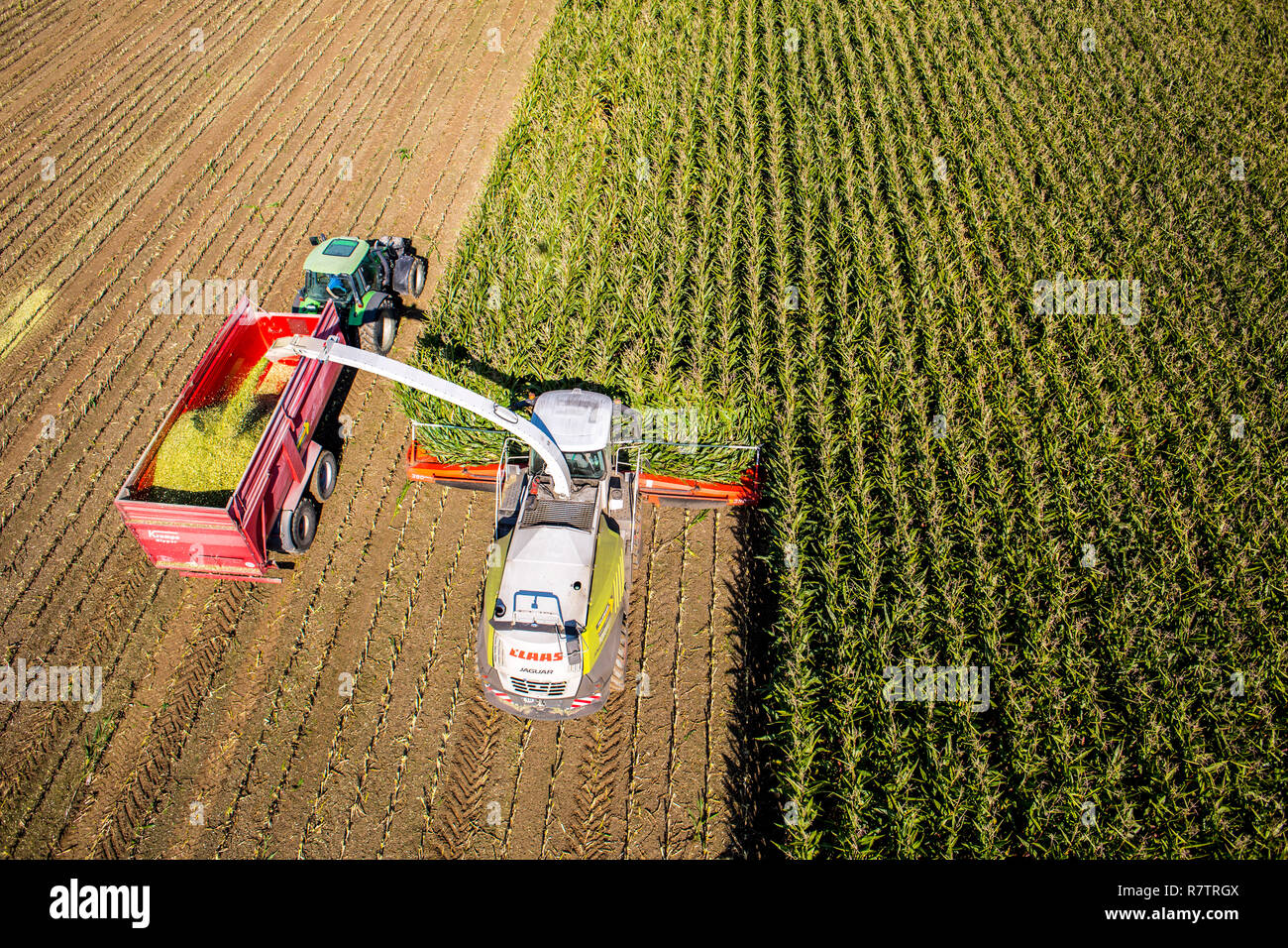 La récolte de maïs, moissonneuse-batteuse, travaillant à travers un champ de maïs, l'ensilage est pompé directement dans une remorque, Allemagne Banque D'Images