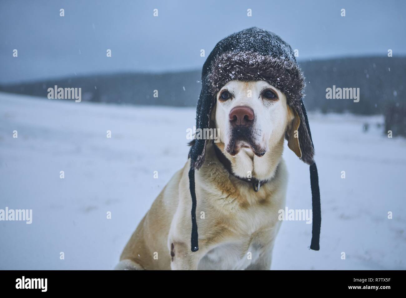 Funny portrait de chien dans un paysage d'hiver glacial. Labrador retriever avec capuchon sur sa tête. Banque D'Images
