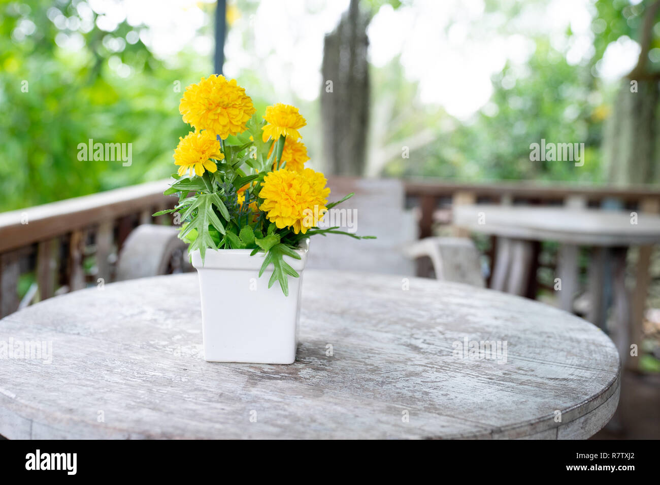Bouquet de fleurs jaune ou Tagetes erecta fleurs en pot de fleur blanche  sur table en bois Photo Stock - Alamy
