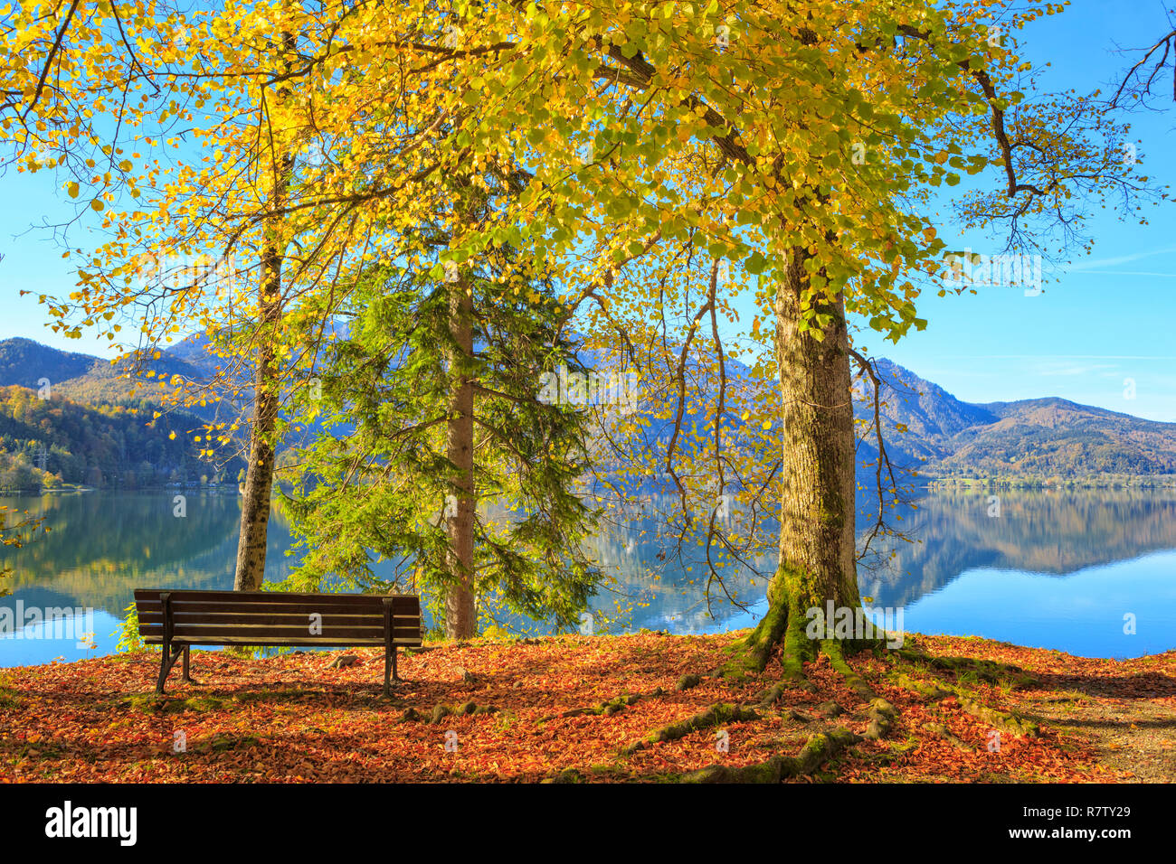 Les arbres colorés au bord du lac de Kochel (Kochelsee) dans le cadre de l'Alps. Banque D'Images