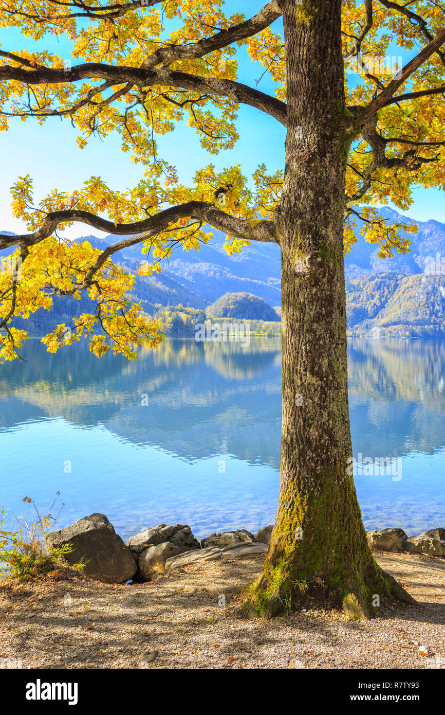 Les arbres colorés au bord du lac de Kochel (Kochelsee) dans le cadre de l'Alps. Banque D'Images
