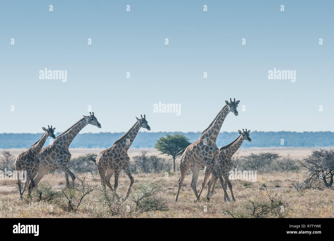 Les Girafes tournant à la savane Banque D'Images