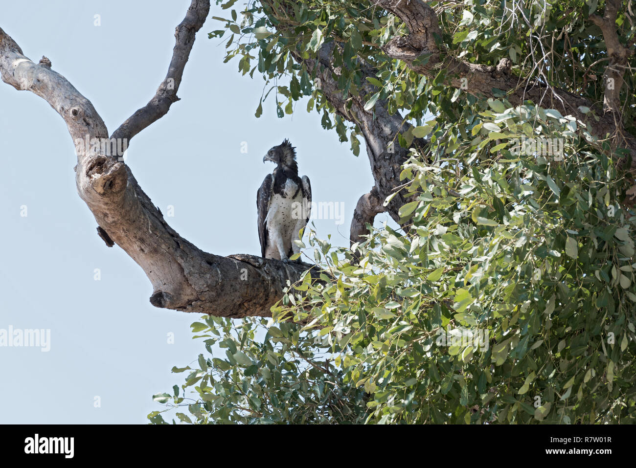 Aigle Martial assis sur une branche dans le Parc National de Chobe, au Botswana Banque D'Images