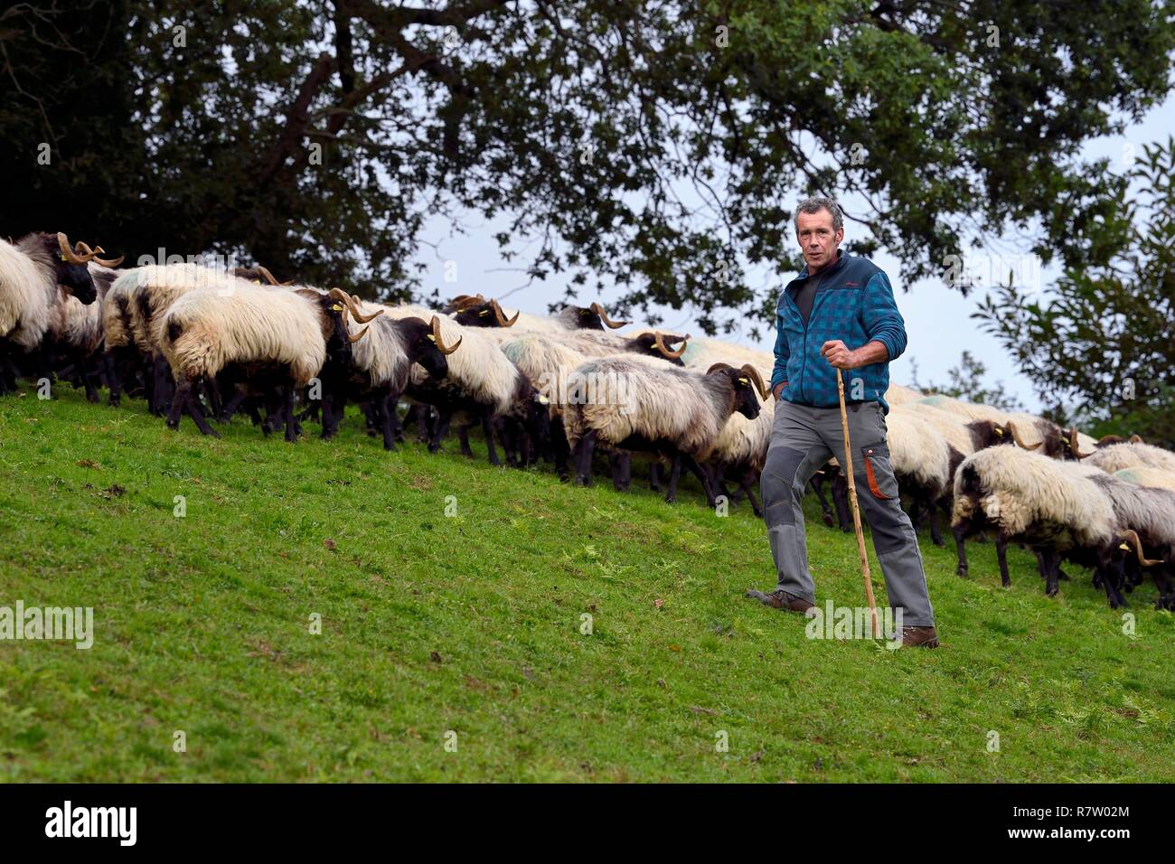 France, Pyrénées Atlantiques, Pays Basque, vallée des Aldudes, d'Urepel, la Manech tête noire eleveuse de moutons Jean-Bernard Etchebarren Banque D'Images