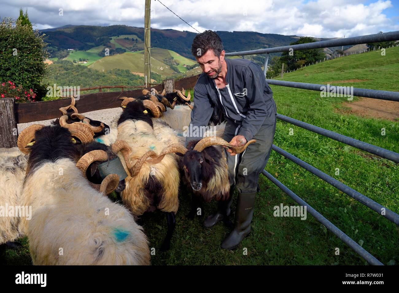 France, Pyrénées Atlantiques, Pays Basque, vallée des Aldudes, d'Urepel, Philippe Casiriain Manech tête noire eleveuse de moutons Banque D'Images
