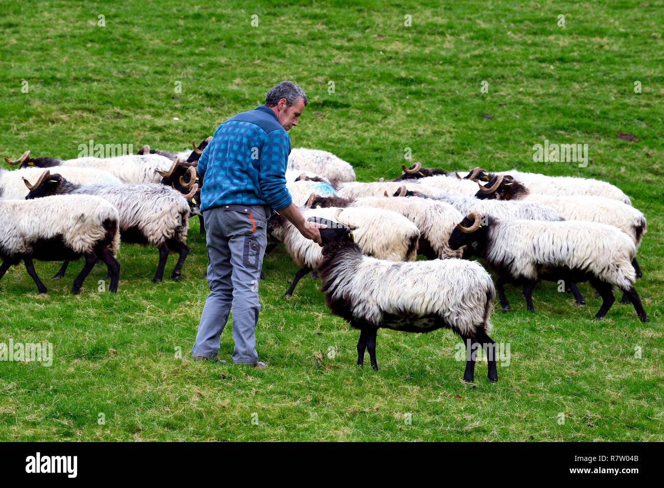 France, Pyrénées Atlantiques, Pays Basque, vallée des Aldudes, d'Urepel, la Manech tête noire eleveuse de moutons Jean-Bernard Etchebarren Banque D'Images