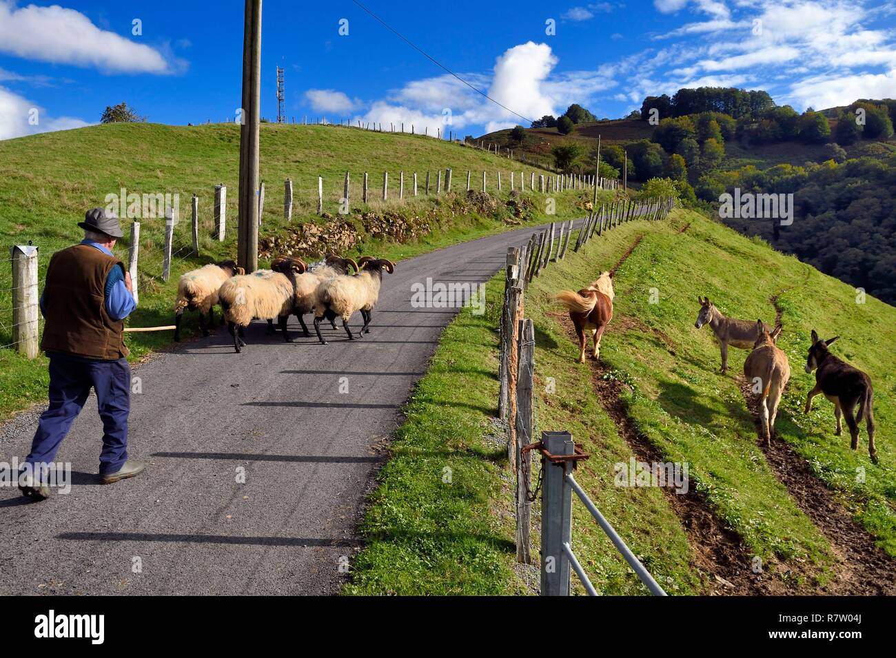 France, Pyrénées Atlantiques, Pays Basque, vallée des Aldudes, d'Urepel, Manech tête noire brebis Banque D'Images