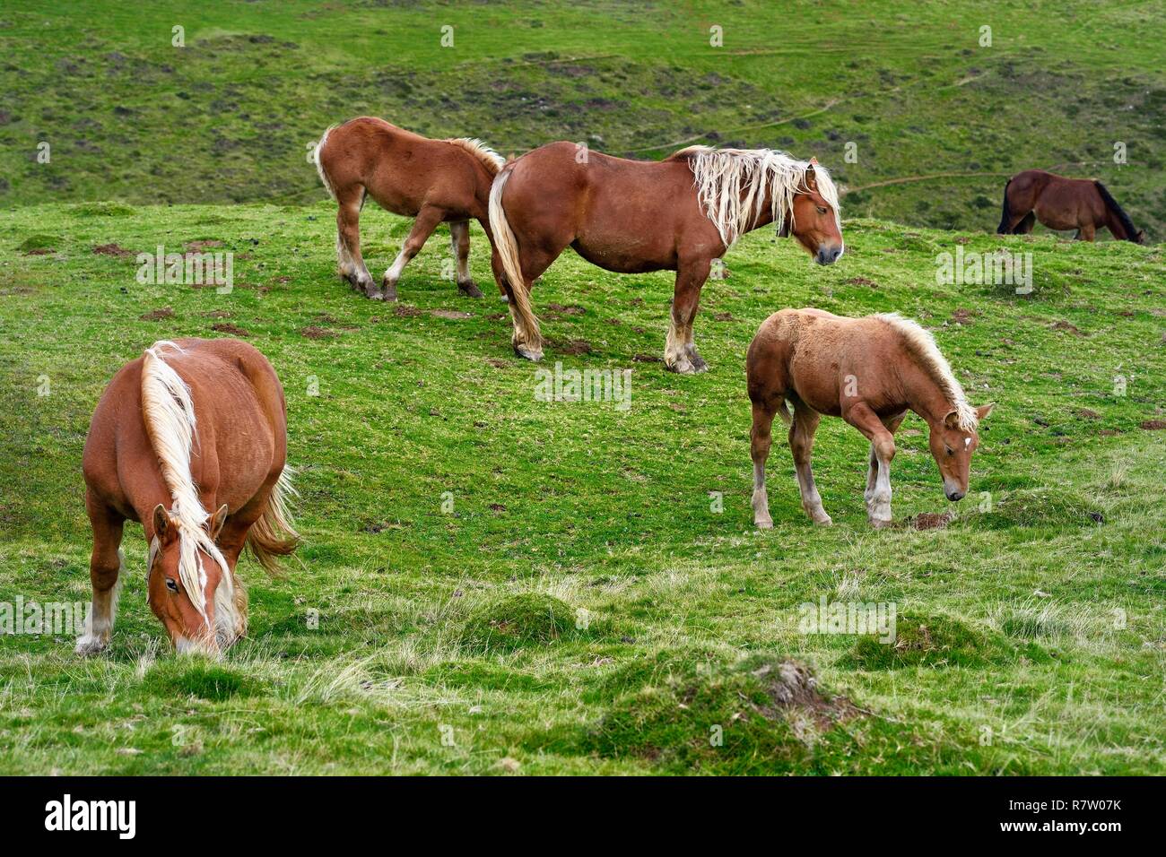 France, Pyrénées Atlantiques, Pays Basque, Camino de Santiago (Chemin de Saint Jacques) sur le GR 65 entre Saint Jean Pied de Port et Roncevaux, pottok poneys vivant principalement dans les Pyrénées à l'ouest du Pays Basque Banque D'Images