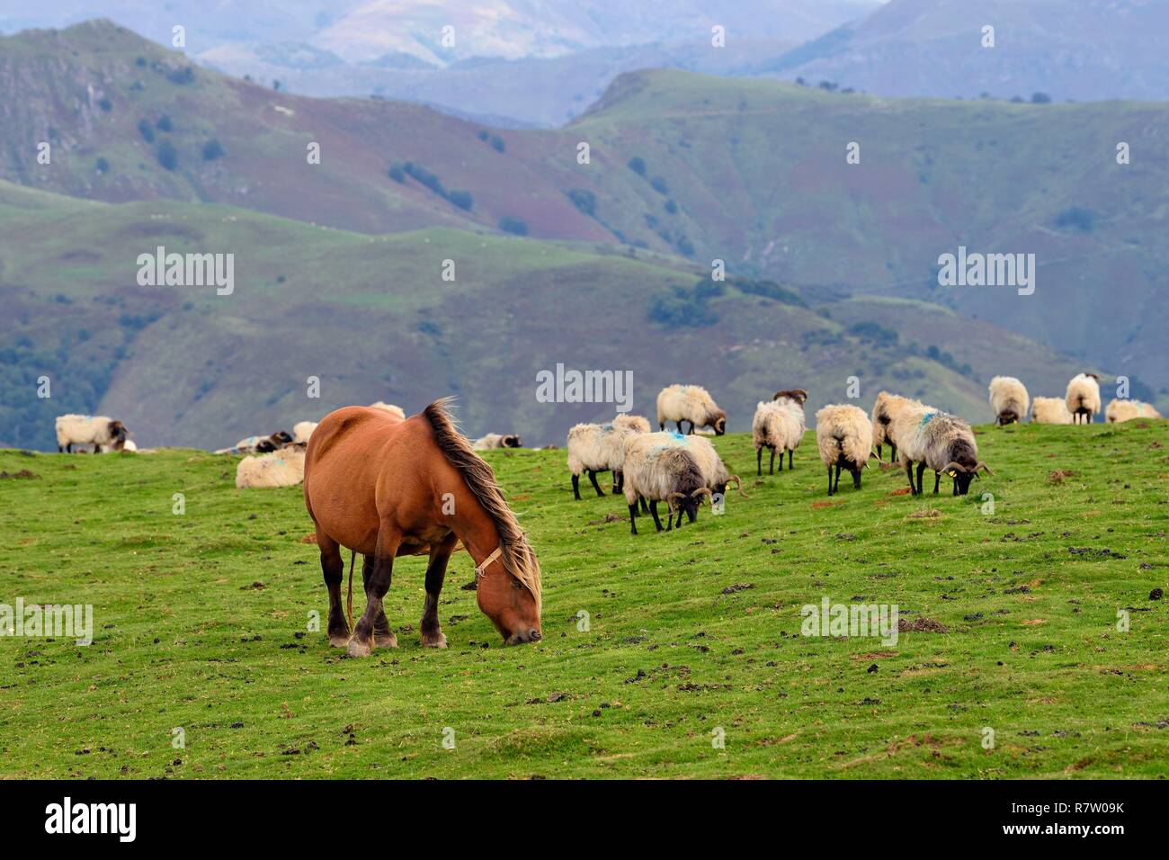 France, Pyrénées Atlantiques, Pays Basque, Camino de Santiago (Chemin de Saint Jacques) sur le GR 65 entre Saint Jean Pied de Port et Roncevaux, Manech tête noire troupeau de moutons et de poney pottok Banque D'Images