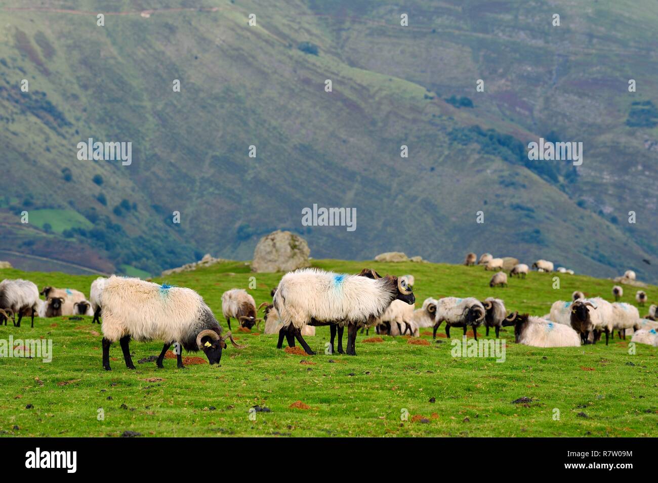 France, Pyrénées Atlantiques, Pays Basque, Camino de Santiago (Chemin de Saint Jacques) sur le GR 65 entre Saint Jean Pied de Port et Roncevaux, Manech tête noire troupeau de moutons sur la montagne Urculu Banque D'Images