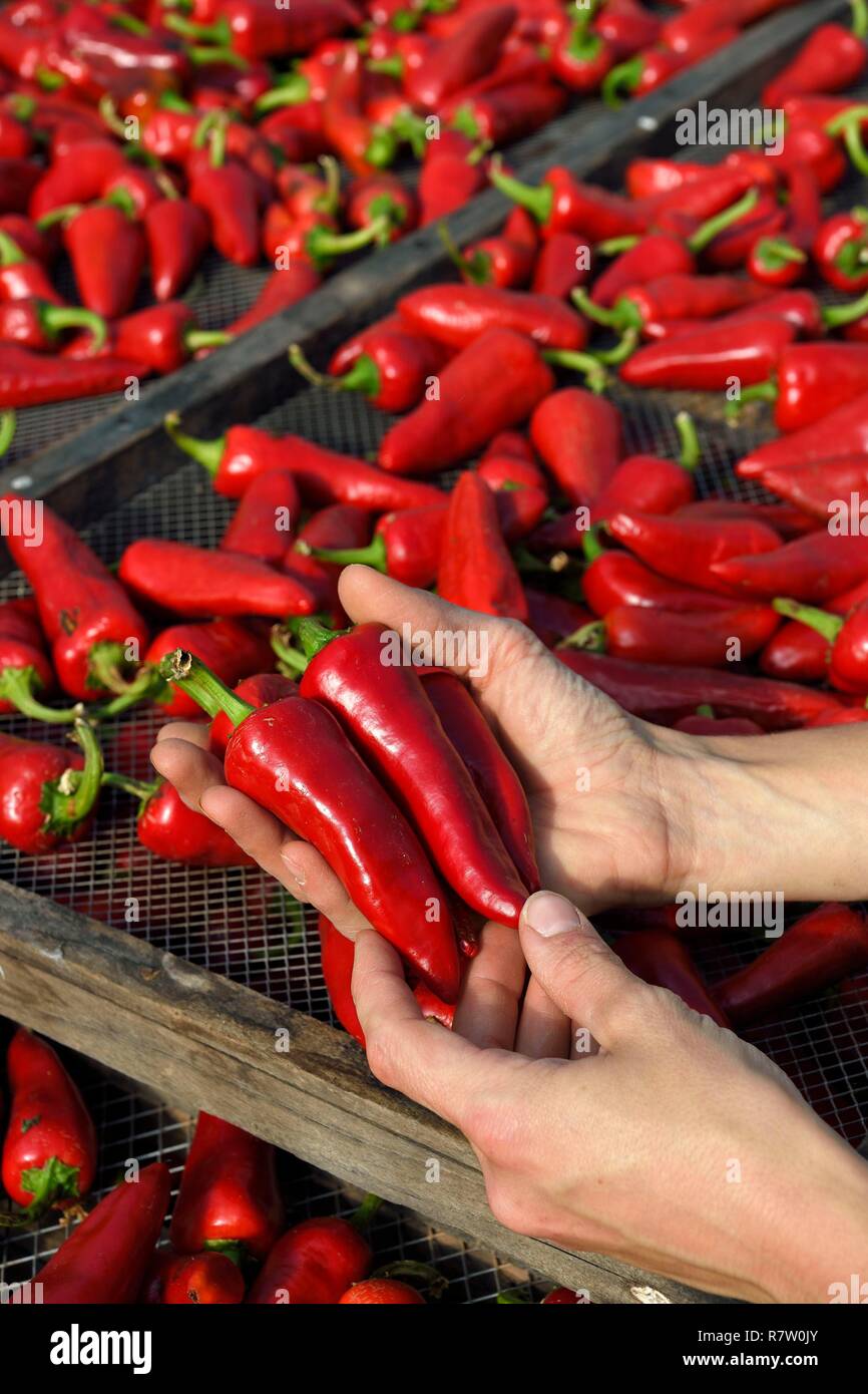 France, Pyrénées Atlantiques, Pays Basque, Espelette, dans le piment cheveux de Virginie Curutchet, producteur de piments d'Espelette AOP Banque D'Images