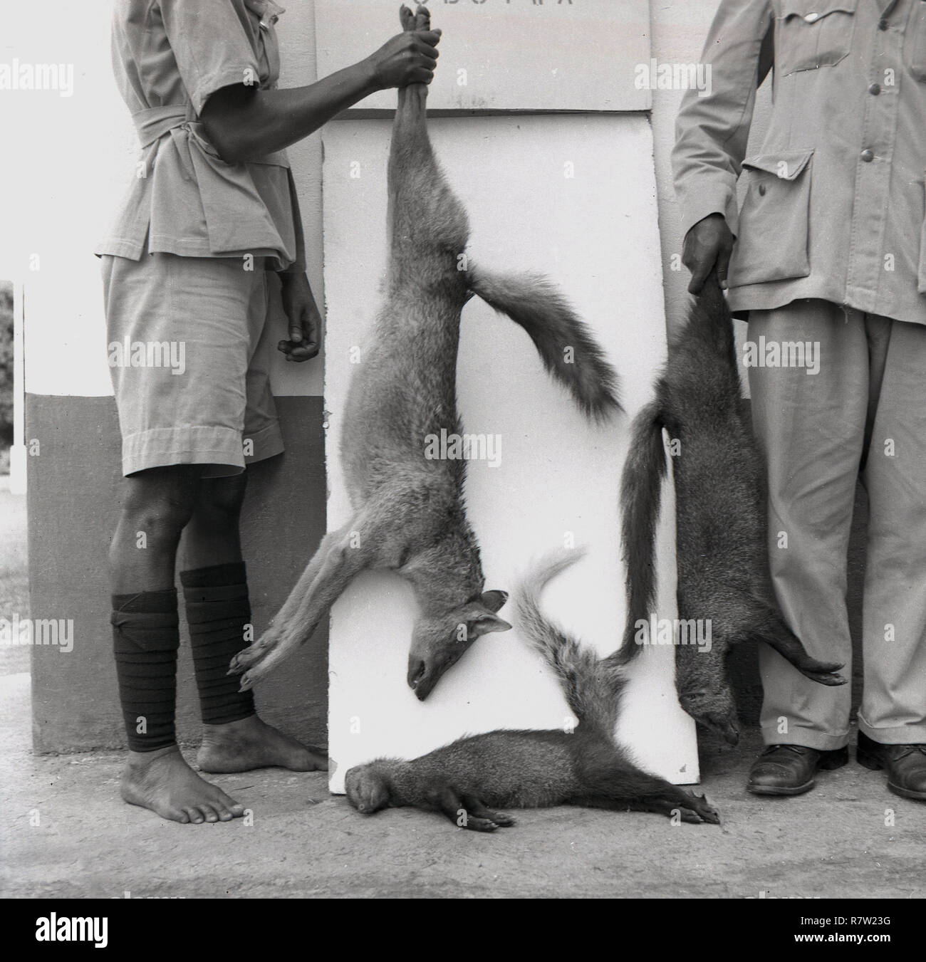 Années 1950, historiques, à l'extérieur d'un centre de lutte contre la rage, deux agents en uniforme hold up dead chien enragé, l'Ouganda, l'Afrique. Les animaux sauvages infectés par la rage sont un grave danger pour l'homme et la maladie a été un problème continu pour de nombreux pays africains, en particulier dans les zones rurales. Banque D'Images