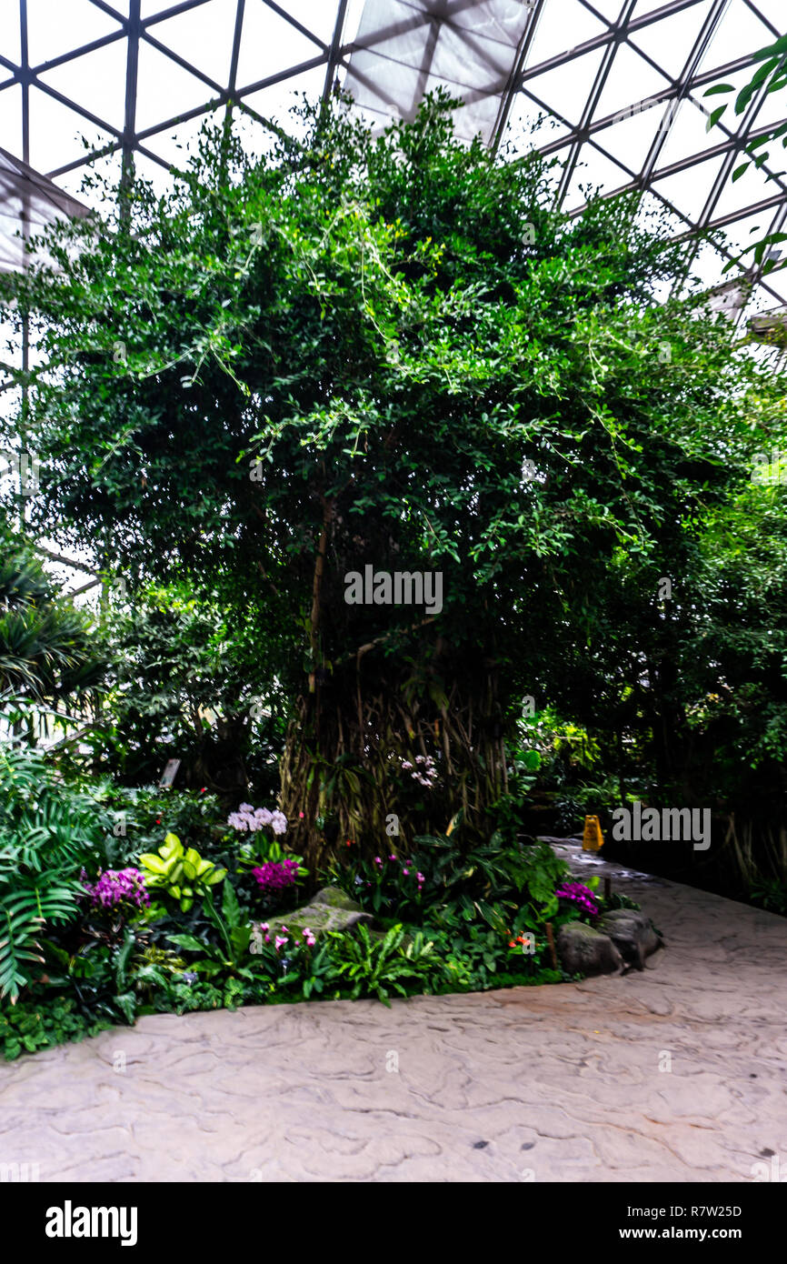 Jardin botanique de Shanghai Chine climat tropical humide serre Plantes et arbres Banque D'Images