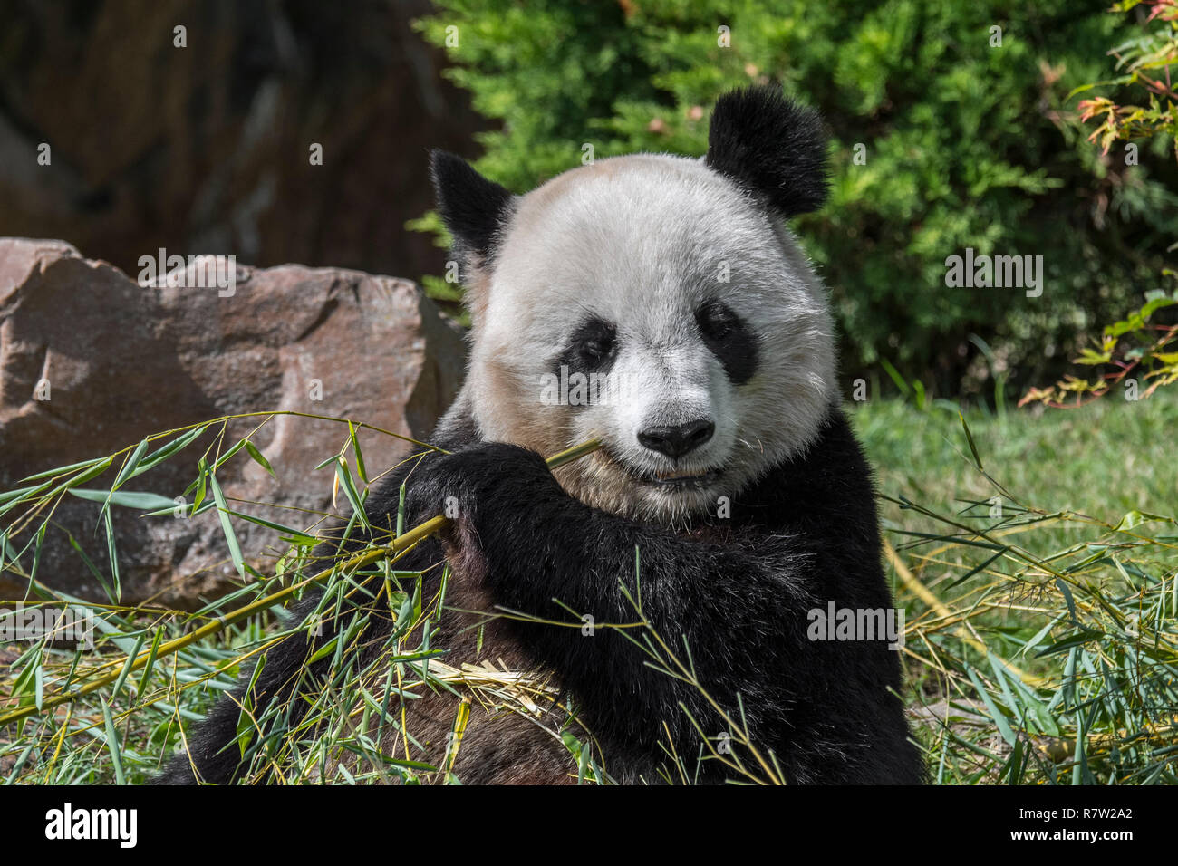 Close up de panda géant (Ailuropoda melanoleuca) eating bamboo au zoo Banque D'Images