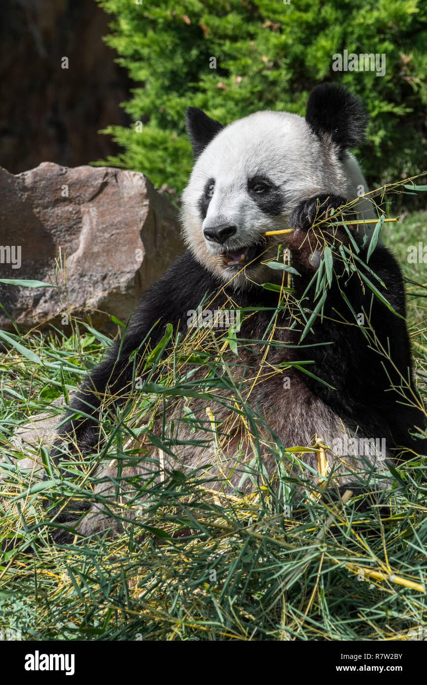 Panda géant (Ailuropoda melanoleuca) eating bamboo au zoo Banque D'Images