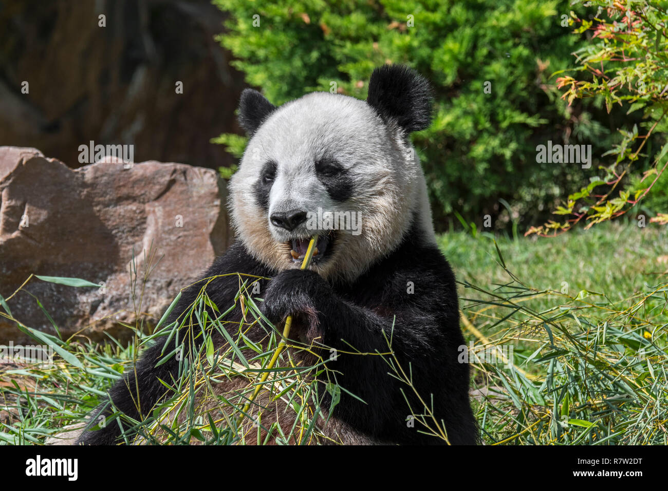 Close up de panda géant (Ailuropoda melanoleuca) eating bamboo au zoo Banque D'Images