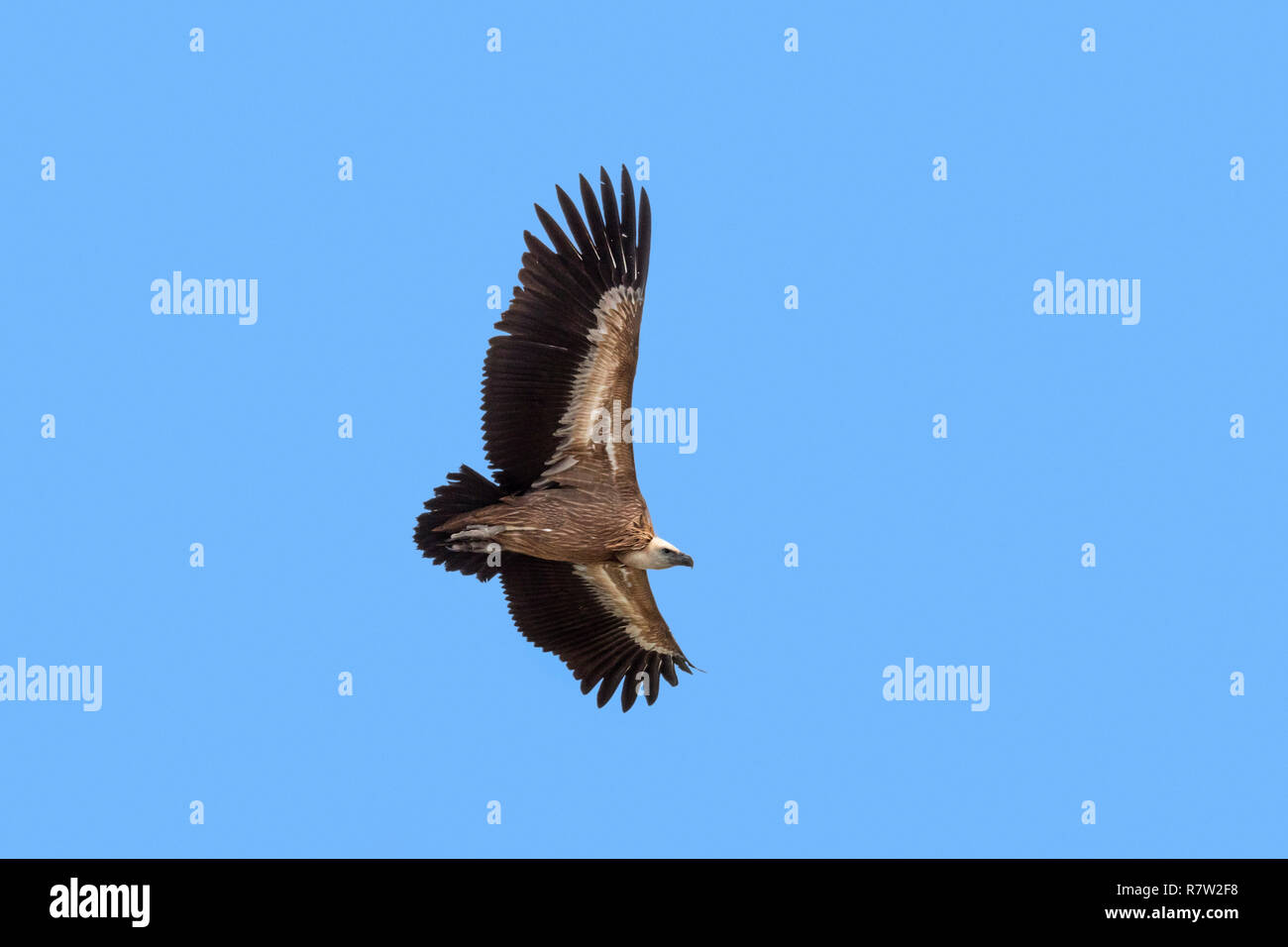 Vautour fauve / Eurasian griffon (Gyps fulvus) en vol, le planeur contre le ciel bleu Banque D'Images