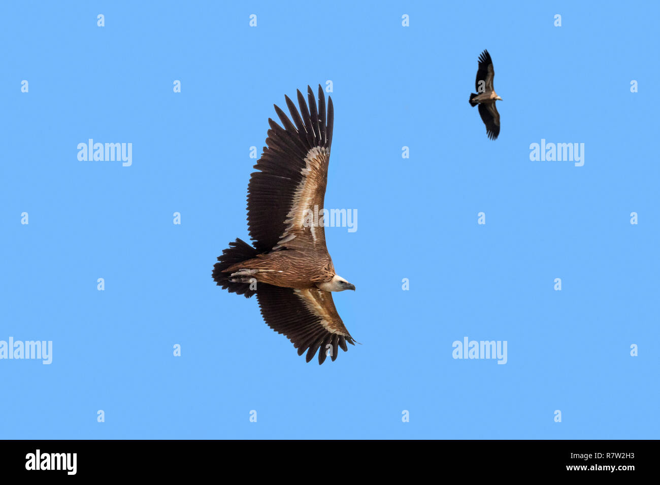 Deux vautours / Eurasian griffon (Gyps fulvus) en vol, le planeur contre le ciel bleu Banque D'Images