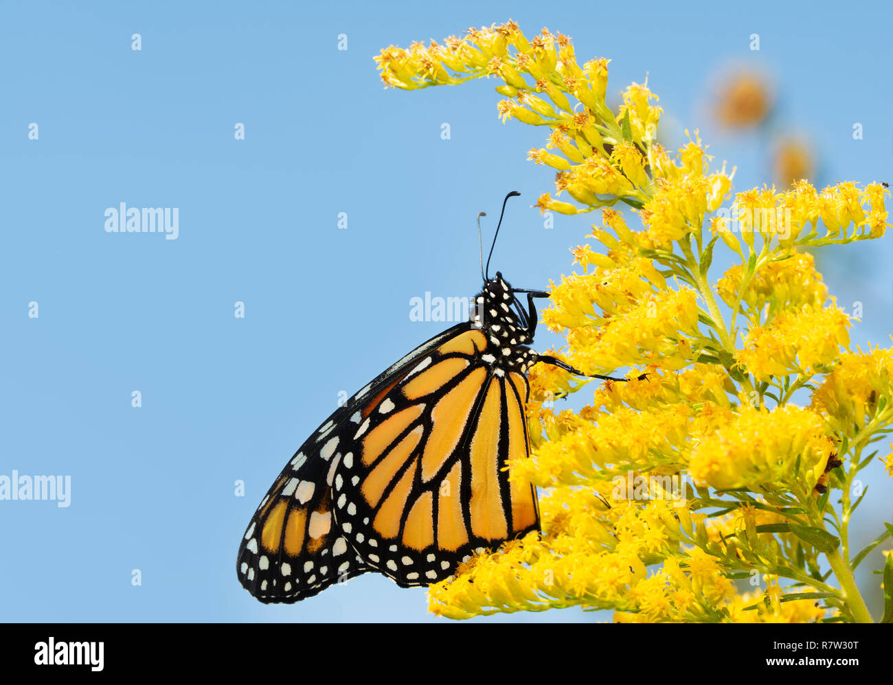 Papillon monarque sur la verge d'une fleur en automne, contre le ciel bleu Banque D'Images
