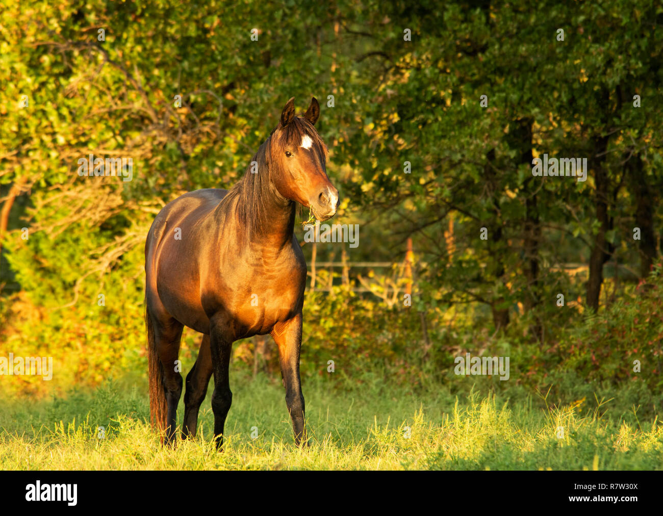 The Bay horse à la fin de soir soleil d'automne Banque D'Images