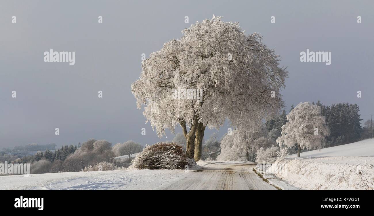 La France, l'Aveyron, Montfranc, route en hiver Banque D'Images