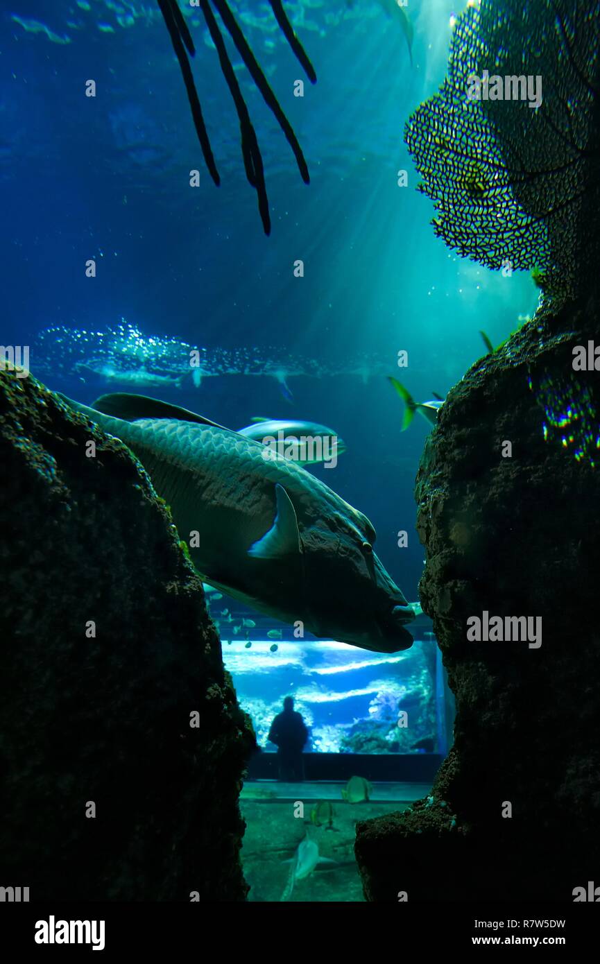 France, Pyrénées Atlantiques, Pays Basque, Biarritz, l'Aquarium - le Musée de la mer, des napoléons ou poisson Napoléon (Cheilinus undulatus) Banque D'Images