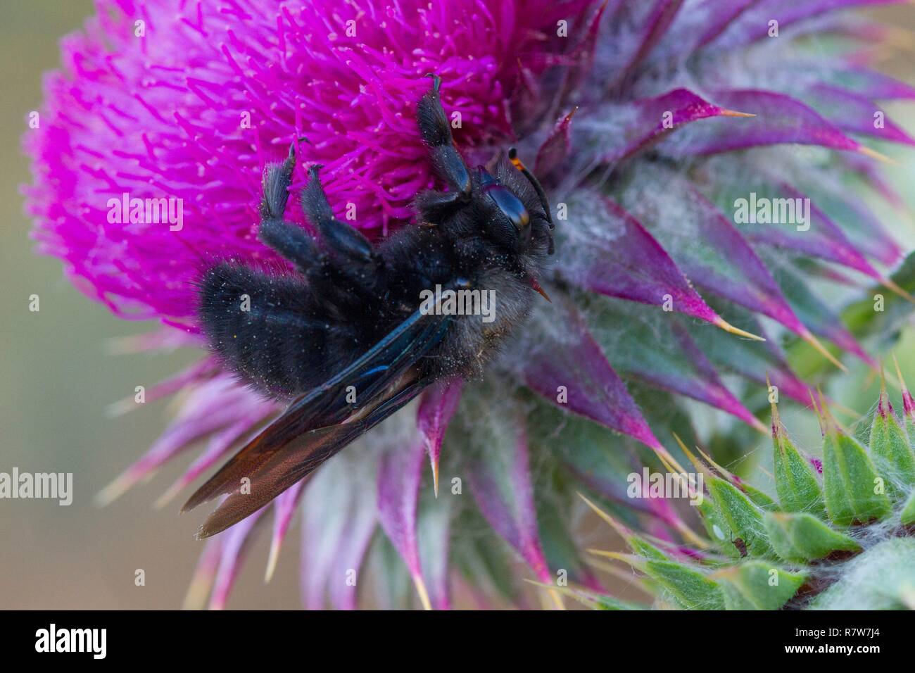 France, Drôme, vallée de l'Oule, abeille charpentière ou Xylocope Banque D'Images