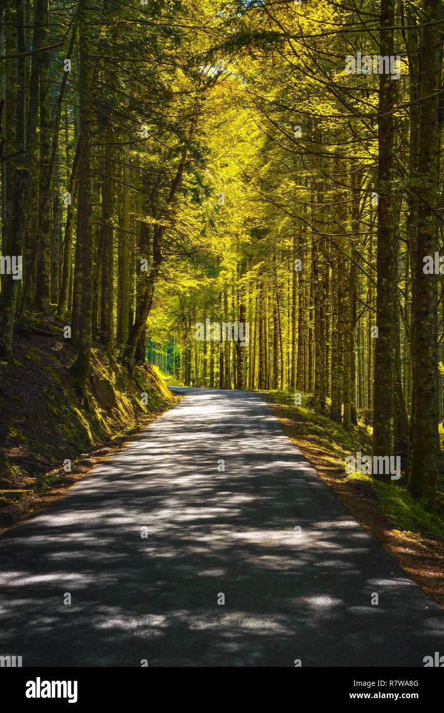 Arbre forêt brumeuse ou beechwood et route. Foreste Casentinesi national park, Toscane, Italie, Europe Banque D'Images