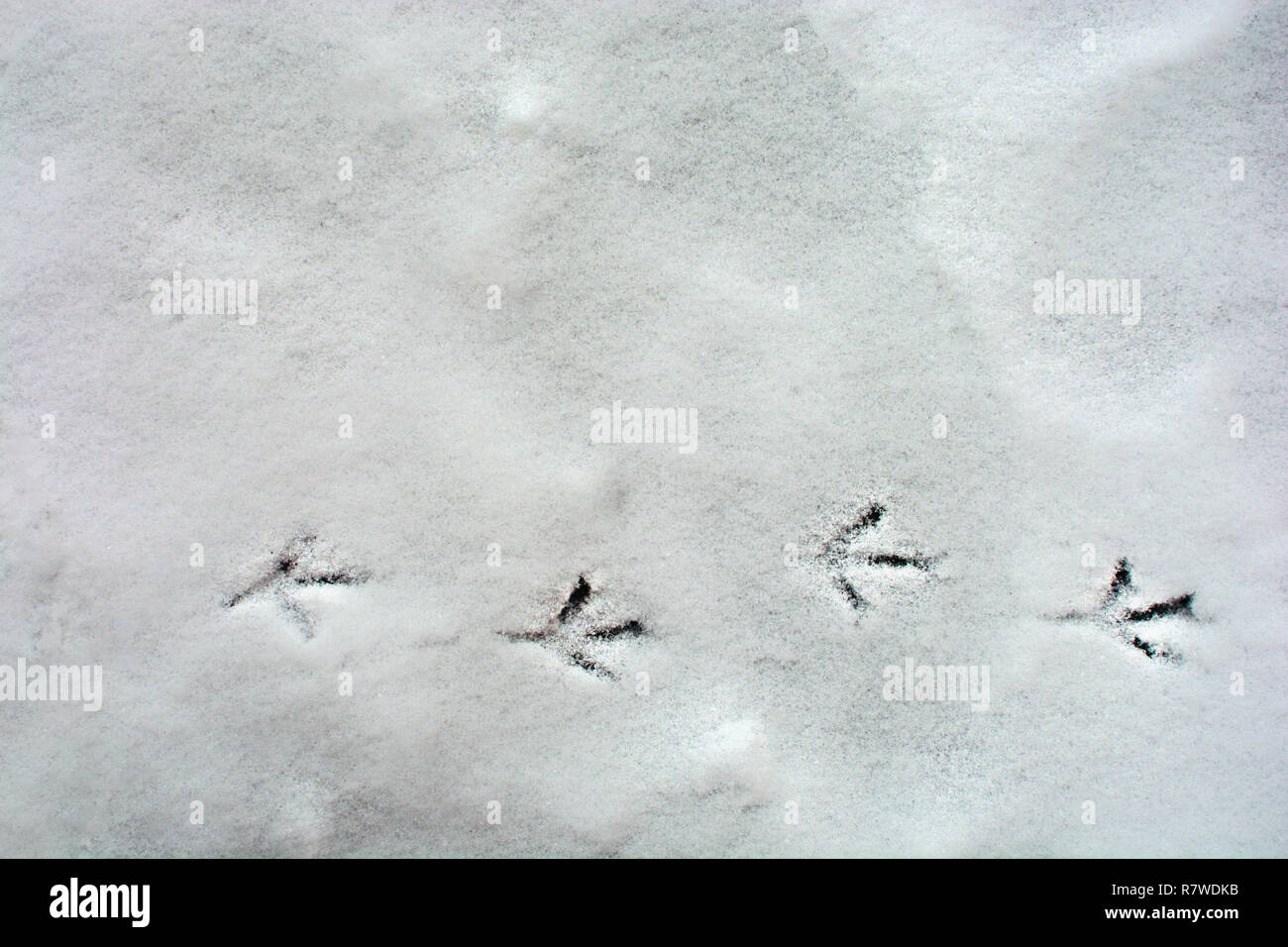 Quatre pistes des pieds d'oiseaux sur la neige dans une ligne horizontale Banque D'Images