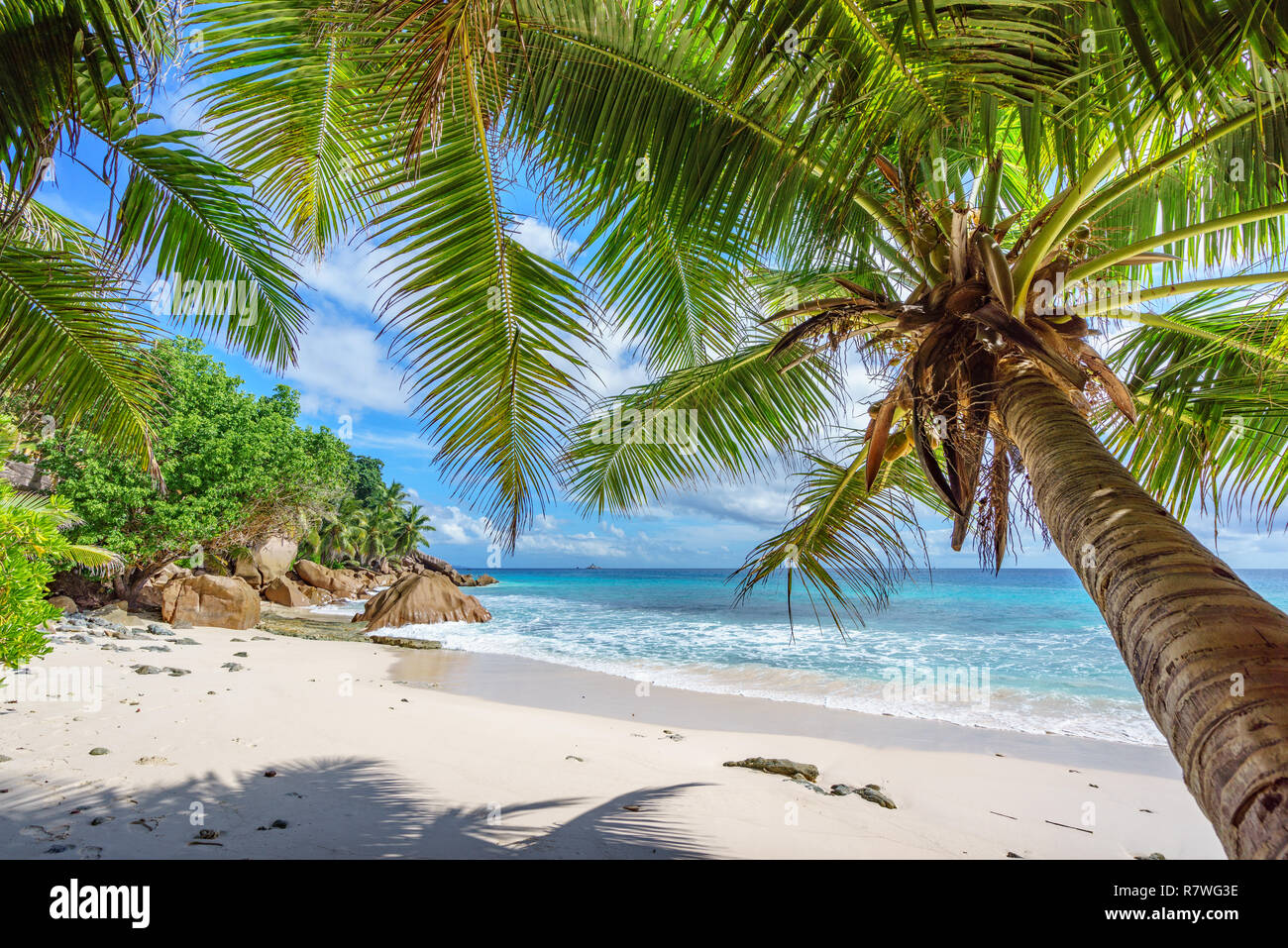 À l'intermédiaire d'un palmier dans le sable blanc de l'océan Indien sur Paradise beach à anse patates, la digue, seychelles Banque D'Images