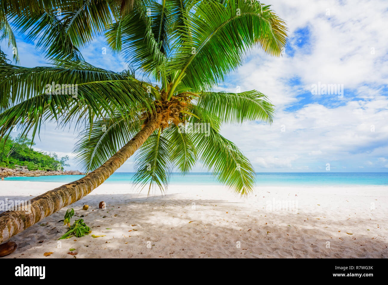 Palmier sur Paradise beach, anse georgette, seychelles Banque D'Images