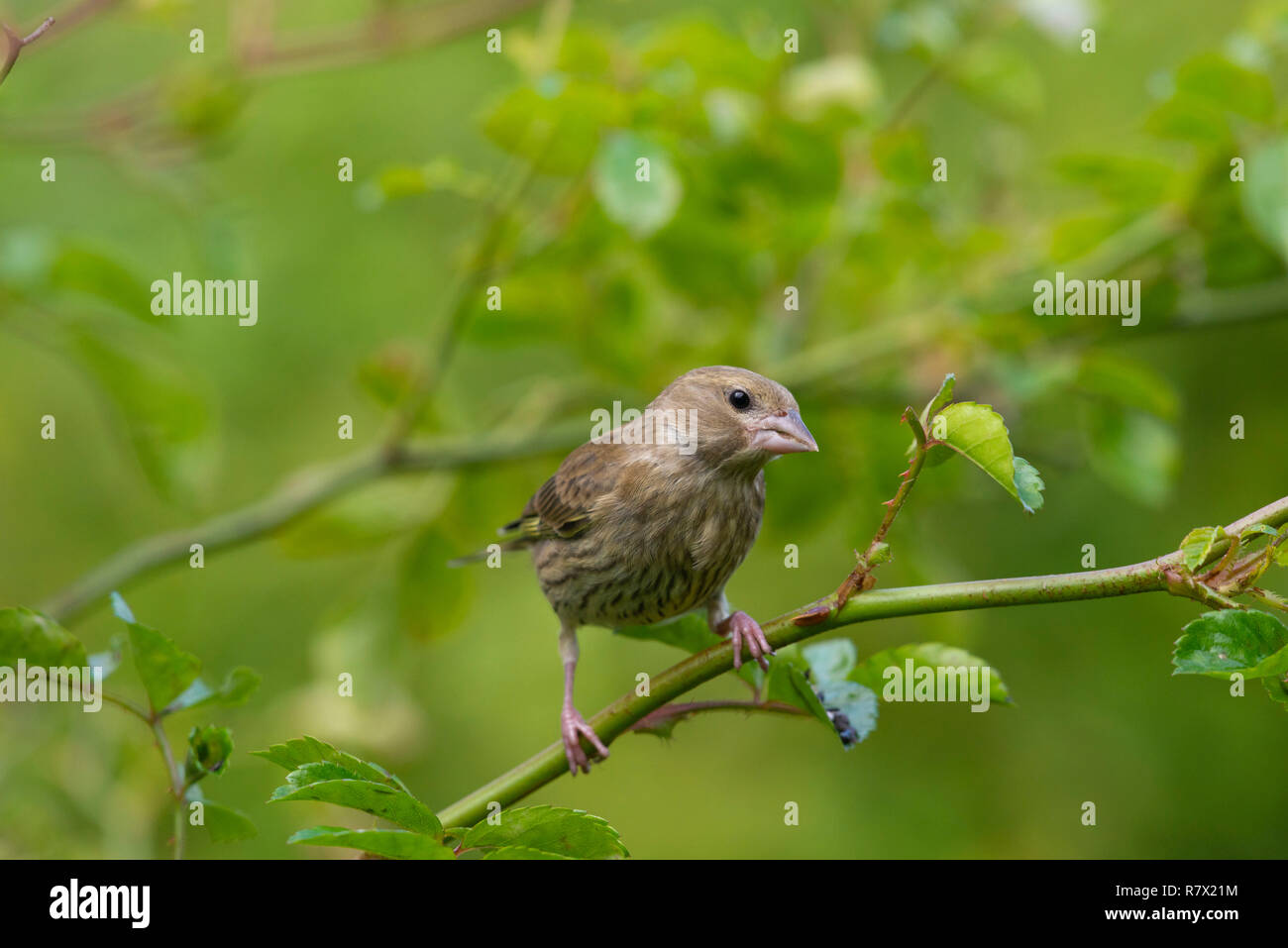 Un Tarin des pins (Carduelis spinus) Perché sur un buisson Rose Banque D'Images