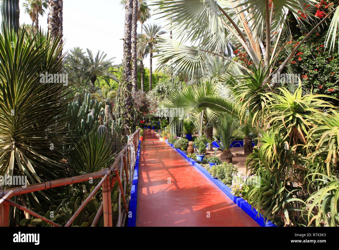 Maroc, Marrakech Safi, Marrakech, le Jardin Majorelle est un jardin botanique Jardin islamique d'inspiration touristique et un musée de la culture berbère. Il porte le nom de son fondateur, le peintre français Jacques Majorelle (1886-1962), qui l'a créé en 1931. Fondation Pierre Bergé, Yves Saint Laurent Banque D'Images