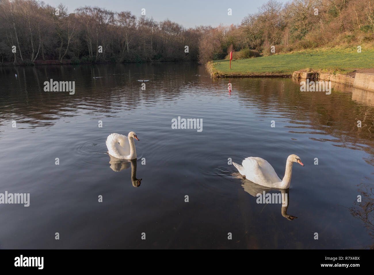 Piscine gardien Swans Banque D'Images