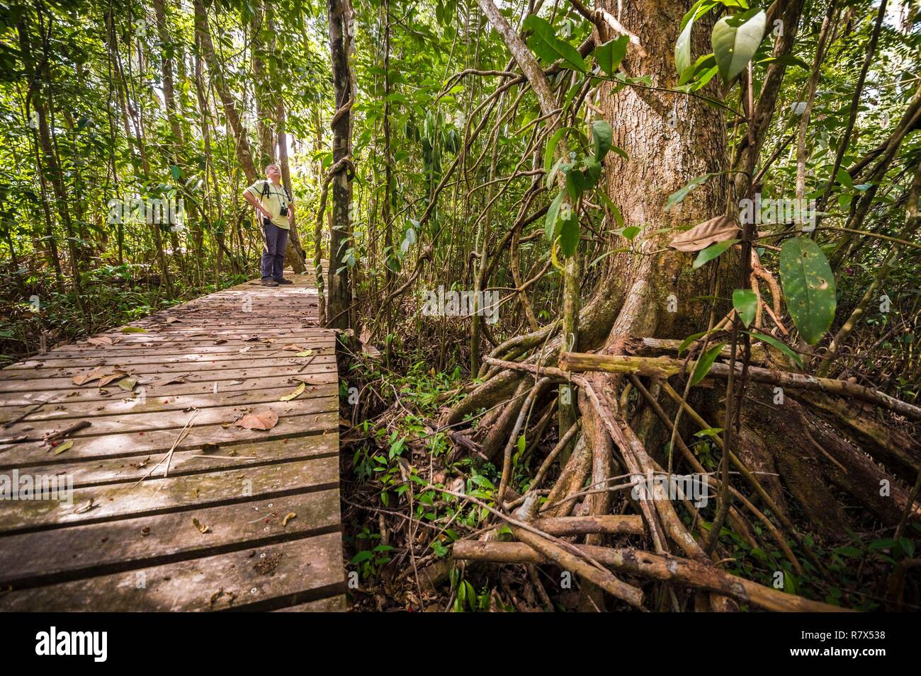 France, Guyane, Kourou, le Centre Spatial Guyanais (CSG), la randonnée sur le sentier d'Ebene, au milieu des forêts protégées et les savanes, dans l'enceinte du Centre spatial guyanais et géré par l'Office National des Forêts (ONF) Banque D'Images