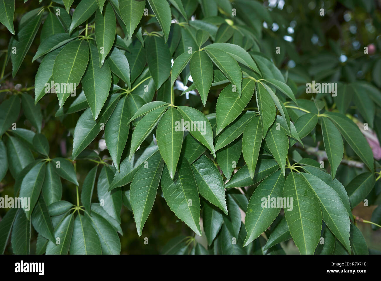 Ceiba speciosa feuilles et fruits frais Banque D'Images