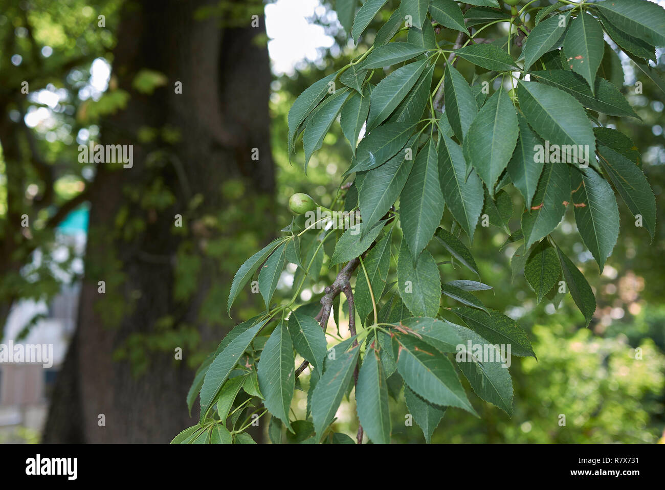 Ceiba speciosa feuilles et fruits frais Banque D'Images