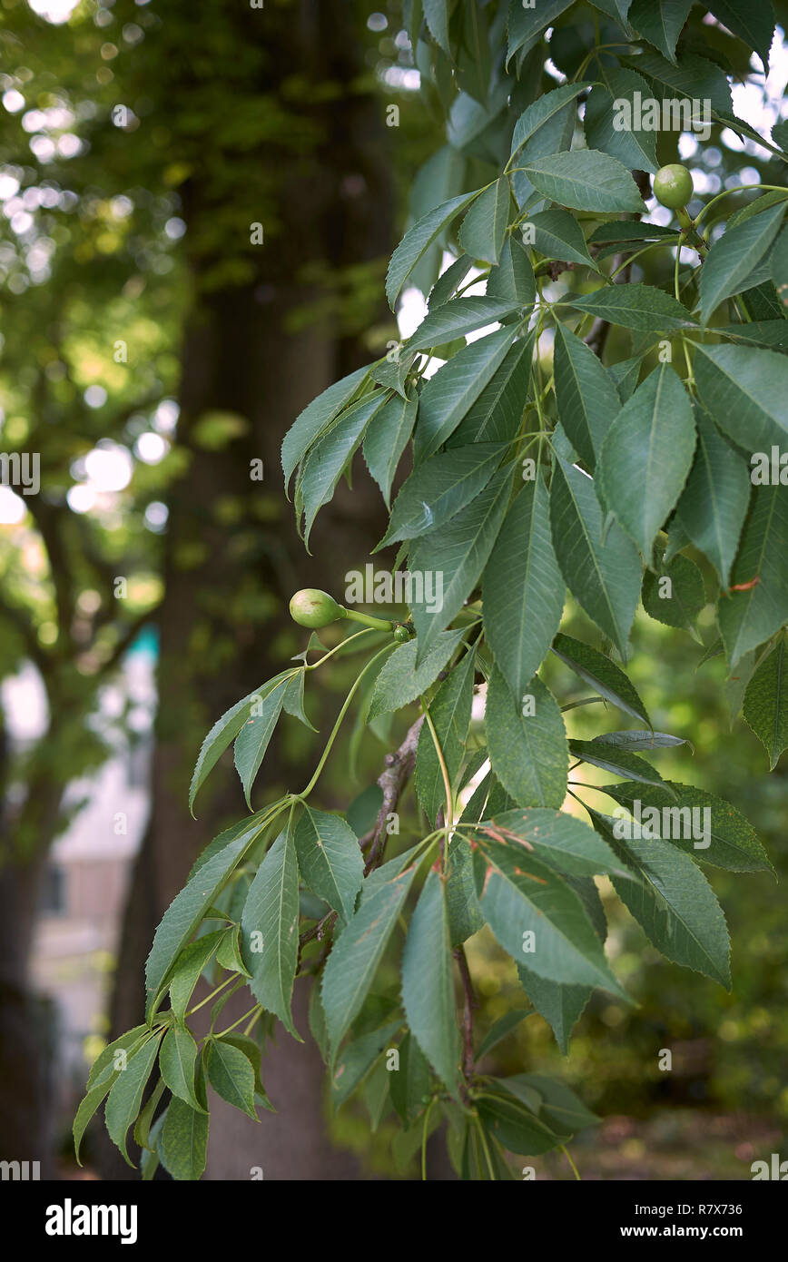 Ceiba speciosa feuilles et fruits frais Banque D'Images